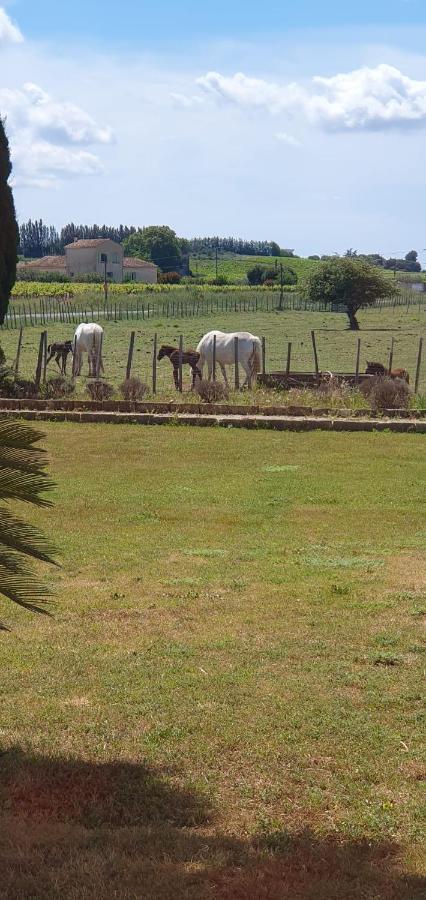 Bed and Breakfast Les Bonbonnettes Le Cailar Екстер'єр фото